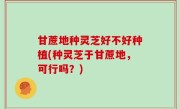 甘蔗地种灵芝好不好种植(种灵芝于甘蔗地，可行吗？)