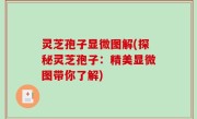 灵芝孢子显微图解(探秘灵芝孢子：精美显微图带你了解)