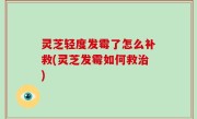 灵芝轻度发霉了怎么补救(灵芝发霉如何救治)