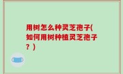 用树怎么种灵芝孢子(如何用树种植灵芝孢子？)
