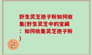 野生灵芝孢子粉如何收集(野生灵芝中的宝藏：如何收集灵芝孢子粉)