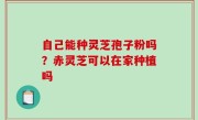 自己能种灵芝孢子粉吗？赤灵芝可以在家种植吗