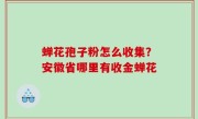 蝉花孢子粉怎么收集？安徽省哪里有收金蝉花