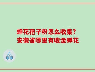 蝉花孢子粉怎么收集？安徽省哪里有收金蝉花