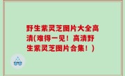 野生紫灵芝图片大全高清(难得一见！高清野生紫灵芝图片合集！)
