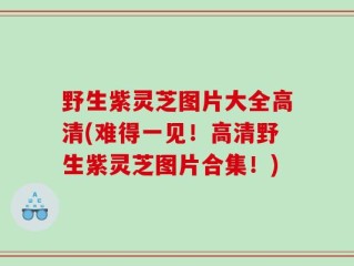 野生紫灵芝图片大全高清(难得一见！高清野生紫灵芝图片合集！)