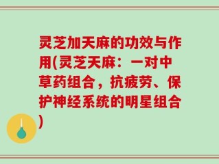 灵芝加天麻的功效与作用(灵芝天麻：一对中草药组合，抗疲劳、保护神经系统的明星组合)