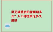 灵芝破壁后的保质期多长？人工种植灵芝多久成熟