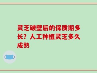 灵芝破壁后的保质期多长？人工种植灵芝多久成熟