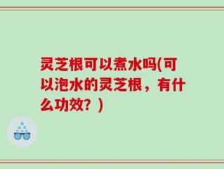 灵芝根可以煮水吗(可以泡水的灵芝根，有什么功效？)