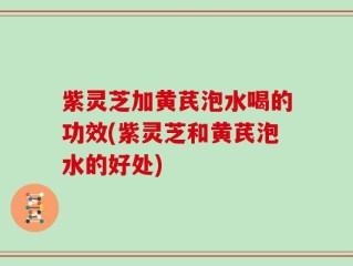 紫灵芝加黄芪泡水喝的功效(紫灵芝和黄芪泡水的好处)