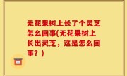 无花果树上长了个灵芝怎么回事(无花果树上长出灵芝，这是怎么回事？)