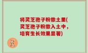将灵芝孢子粉撒土里(灵芝孢子粉撒入土中，培育生长效果显著)