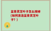 盆景灵芝叶子怎么擦掉(如何清洁盆景灵芝叶子？)