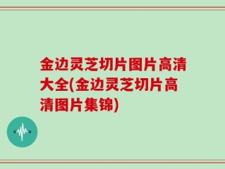 金边灵芝切片图片高清大全(金边灵芝切片高清图片集锦)