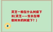 灵芝一般在什么树底下长(灵芝——生长在哪些树木的树底下？)