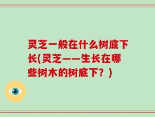 灵芝一般在什么树底下长(灵芝——生长在哪些树木的树底下？)