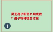 灵芝孢子粉怎么炖成胶？孢子粉种植全过程