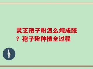 灵芝孢子粉怎么炖成胶？孢子粉种植全过程