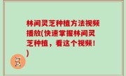 林间灵芝种植方法视频播放(快速掌握林间灵芝种植，看这个视频！)