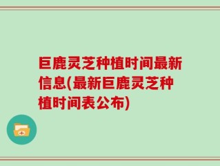 巨鹿灵芝种植时间最新信息(最新巨鹿灵芝种植时间表公布)