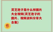 灵芝孢子是什么样图片大全视频(灵芝孢子的图片、视频资料分享大合集)