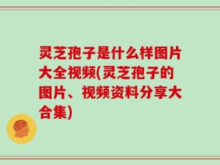 灵芝孢子是什么样图片大全视频(灵芝孢子的图片、视频资料分享大合集)