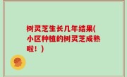 树灵芝生长几年结果(小区种植的树灵芝成熟啦！)