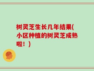 树灵芝生长几年结果(小区种植的树灵芝成熟啦！)