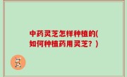 中药灵芝怎样种植的(如何种植药用灵芝？)