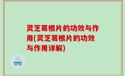灵芝葛根片的功效与作用(灵芝葛根片的功效与作用详解)