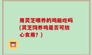 用灵芝喂养的鸡能吃吗(灵芝饲养鸡是否可放心食用？)