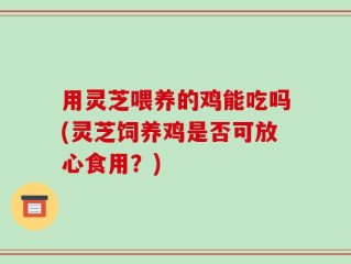 用灵芝喂养的鸡能吃吗(灵芝饲养鸡是否可放心食用？)