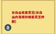长白山有紫灵芝(长白山内发现珍稀紫灵芝种群)