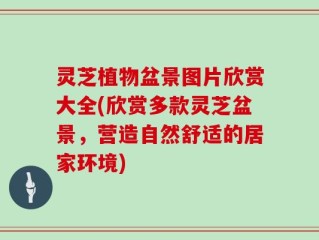 灵芝植物盆景图片欣赏大全(欣赏多款灵芝盆景，营造自然舒适的居家环境)
