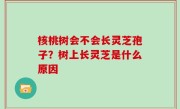 核桃树会不会长灵芝孢子？树上长灵芝是什么原因