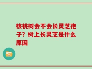 核桃树会不会长灵芝孢子？树上长灵芝是什么原因