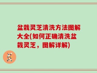 盆栽灵芝清洗方法图解大全(如何正确清洗盆栽灵芝，图解详解)