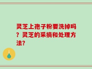 灵芝上孢子粉要洗掉吗？灵芝的采摘和处理方法？