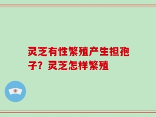 灵芝有性繁殖产生担孢子？灵芝怎样繁殖