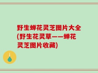 野生蝉花灵芝图片大全(野生花灵草——蝉花灵芝图片收藏)
