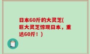日本60斤的大灵芝(巨大灵芝惊现日本，重达60斤！)