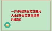 一斤多的野生灵芝图片大全(野生灵芝高清照片集锦)