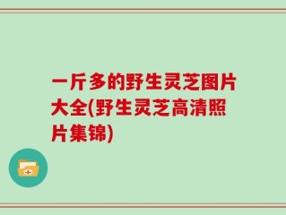 一斤多的野生灵芝图片大全(野生灵芝高清照片集锦)