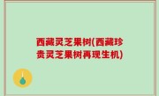 西藏灵芝果树(西藏珍贵灵芝果树再现生机)
