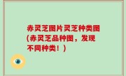 赤灵芝图片灵芝种类图(赤灵芝品种图，发现不同种类！)