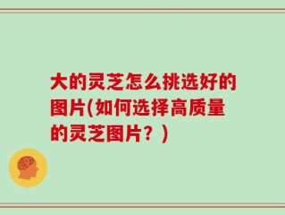 大的灵芝怎么挑选好的图片(如何选择高质量的灵芝图片？)