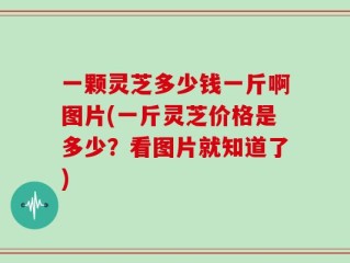 一颗灵芝多少钱一斤啊图片(一斤灵芝价格是多少？看图片就知道了)