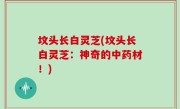 坟头长白灵芝(坟头长白灵芝：神奇的中药材！)