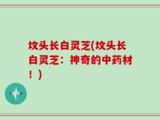 坟头长白灵芝(坟头长白灵芝：神奇的中药材！)